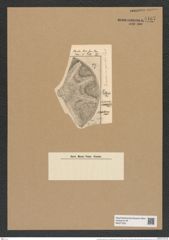 Aulacodiscus grunowii var. subsquamosa Pant. (de-Toni-Nr.: Genus 182, Species 4555) Zeichnungen Sammlung Grunow Nr. 8167 (NHMW-BOT-W0377535)